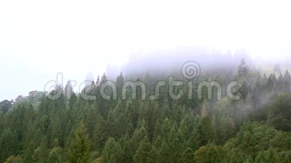 薄雾笼罩在树上视频的预览图
