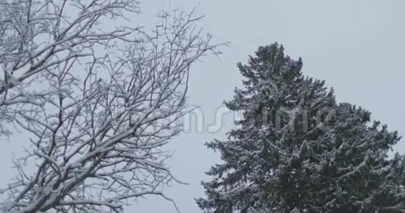 冬天森林里树枝上的雪视频的预览图