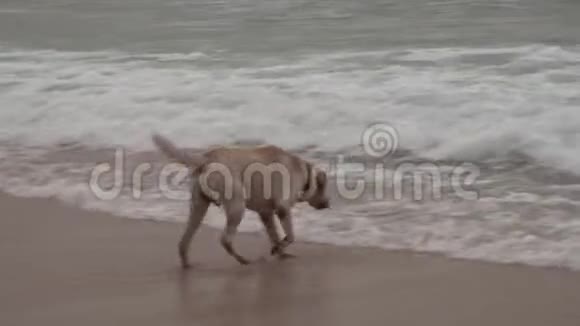 拉布拉多犬勇敢地沐浴在大海波涛中股票录像视频的预览图