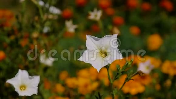 娇嫩的白花在夏日的花园里随风摇曳视频的预览图