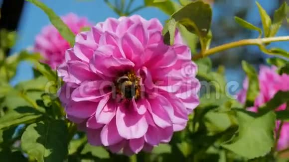 蜜蜂在自家花园里给一朵花授粉视频的预览图