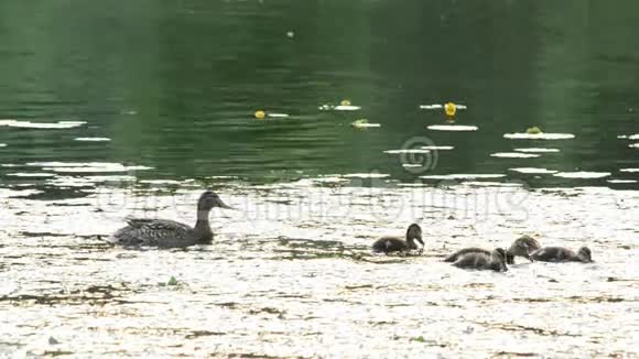 鸭妈妈带着一群小鸭子在池塘里视频的预览图