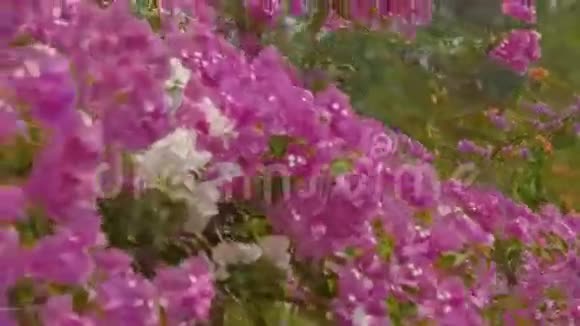 粉色花丛特写视频的预览图