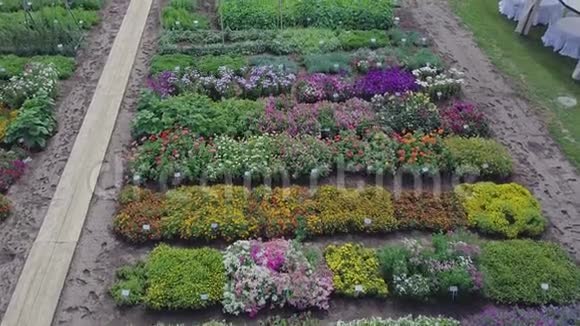 花田的空中剪辑绿色田野和鲜花的俯视图种植花卉的农工综合体视频的预览图