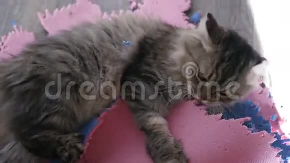 一只家养的毛茸茸的猫爪非常愉快地啃着一块柔软的垫子吐出4k的碎片视频的预览图