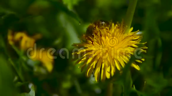 一只蜜蜂在花园里的蒲公英上采蜜视频的预览图