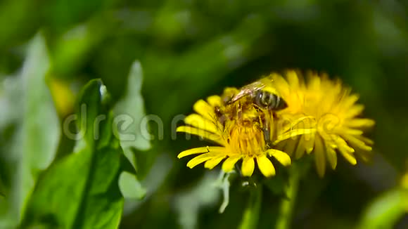 一只蜜蜂在花园里的蒲公英上采角5视频的预览图