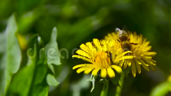 一只蜜蜂在花园里的蒲公英上采角视频的预览图