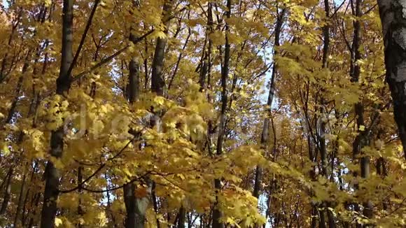 秋天森林里的落叶视频的预览图