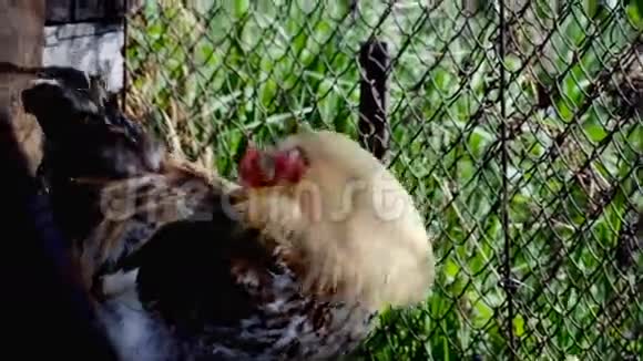 鸡鸡仓视频的预览图