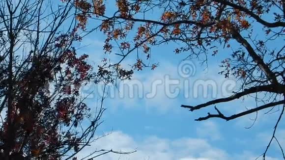 秋季红橡树叶平顶湖蓝天空视频的预览图