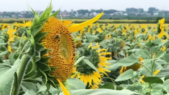 在田野里生长的美丽的黄色盛开的向日葵的种植视频的预览图