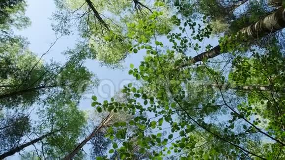 春林中各种树冠与太阳对着蓝天视频的预览图