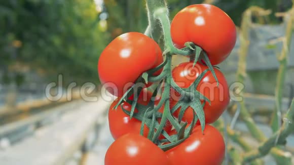 新鲜的西红柿在植物上靠近视频的预览图
