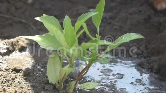 农民在地上种植植物视频的预览图