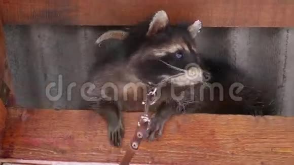 一只戴着项圈和皮带的滑稽浣熊研究一根木头嗅嗅抓住它的爪子4k视频的预览图