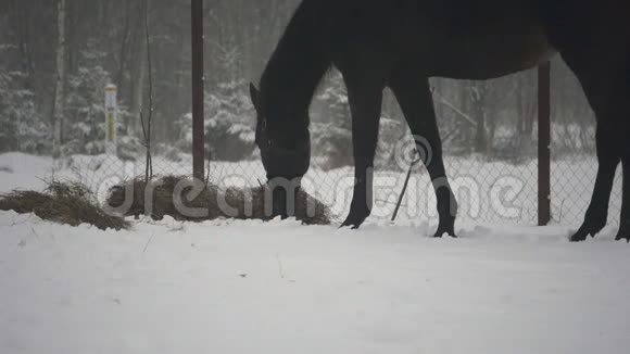 黑马在冬天吃干草视频的预览图