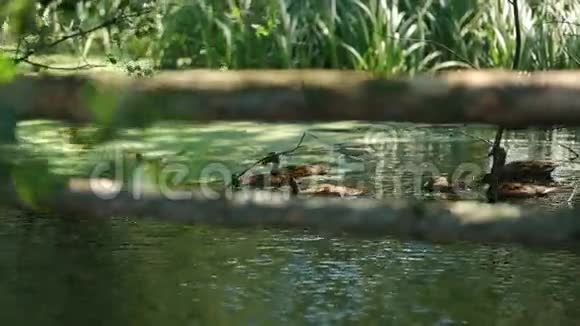 在阳光明媚的夏日野鸭在平静的湖水中游泳视频的预览图