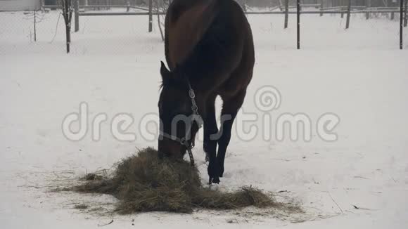 黑马在冬天吃干草视频的预览图