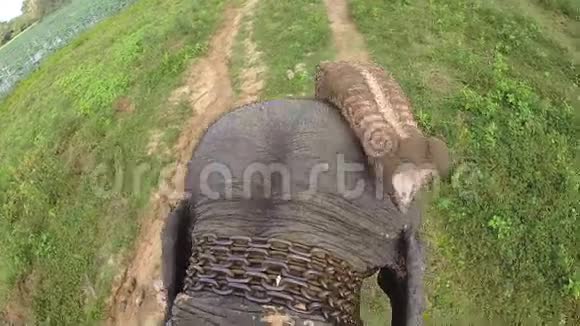鸟瞰大象骑着头和拍打耳朵抬起它的躯干慢慢地走视频的预览图