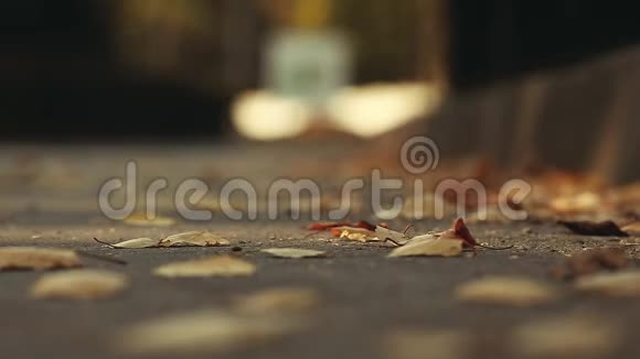 秋叶城市道路镜头高清视频的预览图