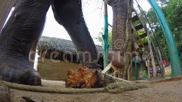 大象在自然环境中咀嚼香蕉树干视频的预览图