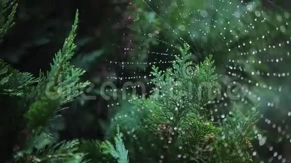 蜘蛛网上的微缩视频的预览图
