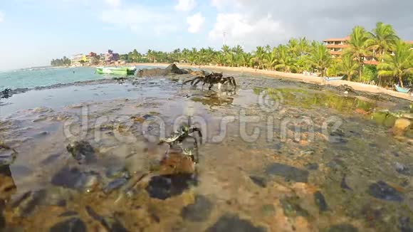 斯里兰卡岩石上螃蟹的时间推移视频的预览图