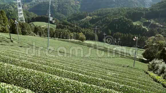 京都乌吉瓦祖卡美丽的茶田视频的预览图