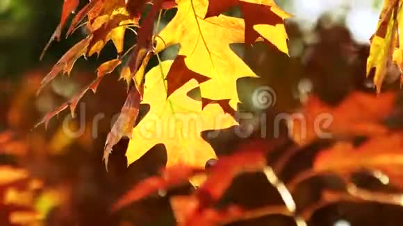 五颜六色的秋橡树叶视频的预览图