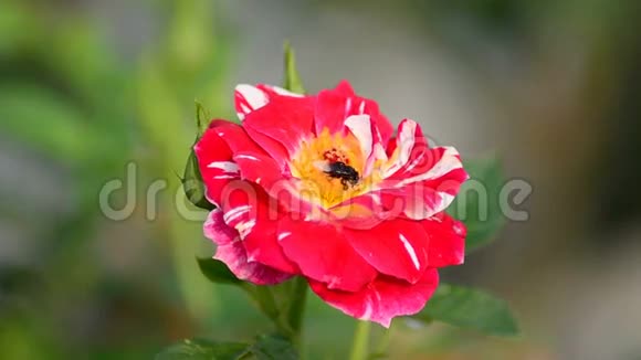 一只蜜蜂和一朵红玫瑰视频的预览图
