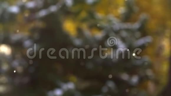 冬天的天气雪松林中降雪美丽的雪花在树林里的雪松前雪花闪闪发光视频的预览图