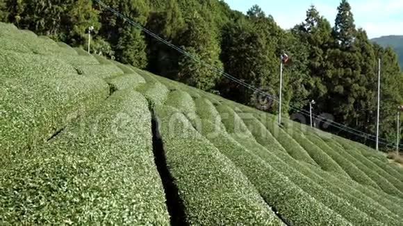 京都乌吉瓦祖卡美丽的茶田视频的预览图