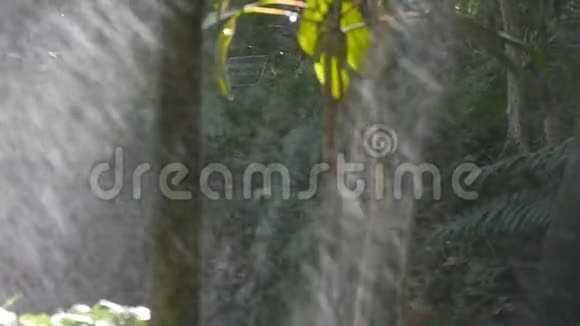 落雨下绿树枝森林中的热带雨慢动作视频的预览图
