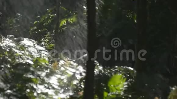 落雨下绿树枝森林中的热带雨慢动作视频的预览图