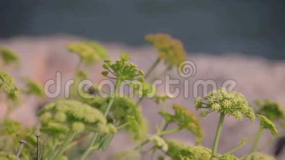 生长在地中海加泰罗尼亚海岸的草本植物视频的预览图