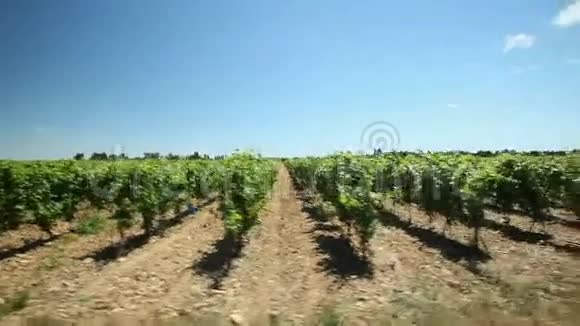 慢动作驶过法国南部的葡萄园视频的预览图