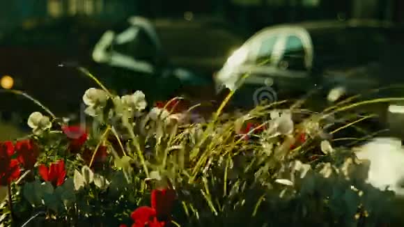 一辆车在一朵花后面经过忧郁的伦敦视频的预览图