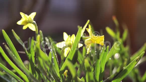 黄色盛开的水仙花在微风中滴着水滴晴天下雨视频的预览图