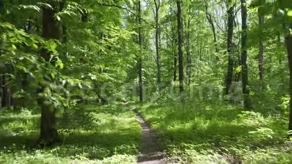 森林里美丽的春巷视频的预览图