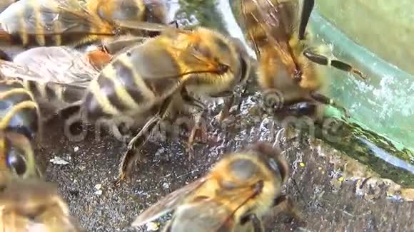 靠近蜜蜂吸水视频的预览图
