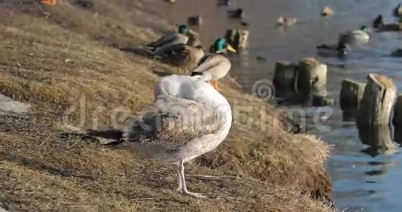 白天在海滩上的一群鸭子在阳光下视频的预览图