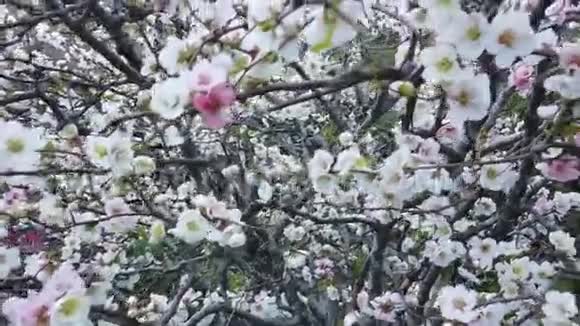 白坂樱花视频的预览图