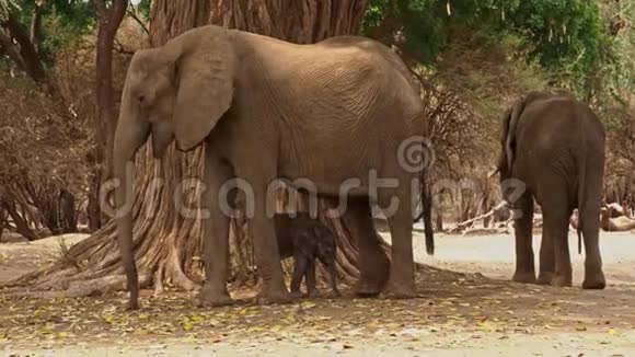 非洲小布什大象非洲小象和它的母亲喝吸奶散步吃树叶视频的预览图