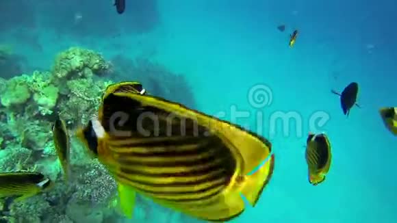 深蓝大海中有趣的鱼视频的预览图