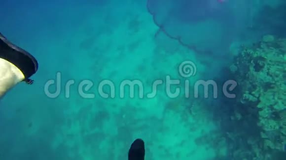 水下巨大的水母视频的预览图