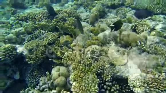 黑鱼在海珊瑚上游动视频的预览图