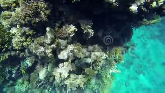 丑陋的鱼在海中慢慢游到珊瑚旁边视频的预览图
