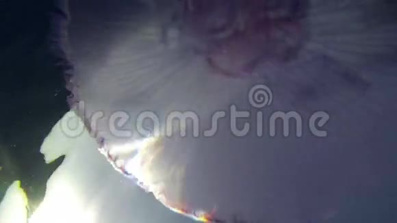 水母在水下撞击镜头视频的预览图