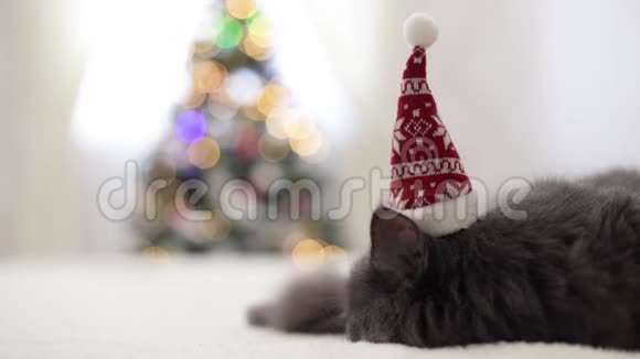 圣诞快乐一只灰色的滑稽猫躺在沙发上戴着圣诞老人的帽子背景是一棵装饰好的圣诞树视频的预览图